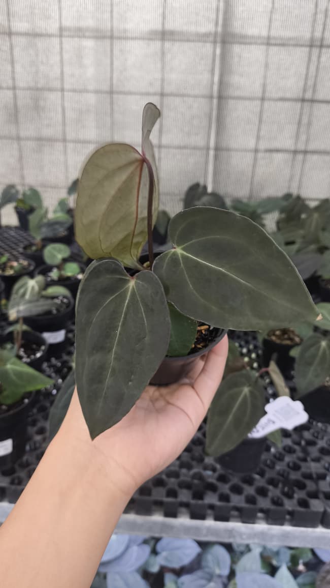 Anthurium BVIT ZM x Blood Of Blue