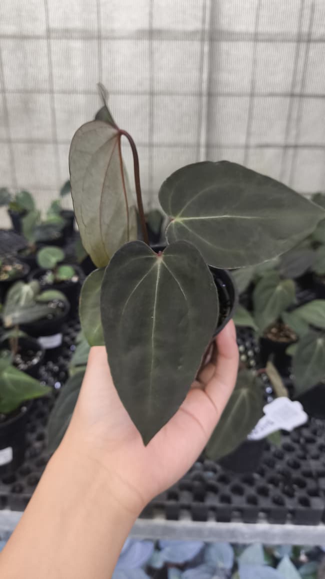 Anthurium BVIT ZM x Blood Of Blue