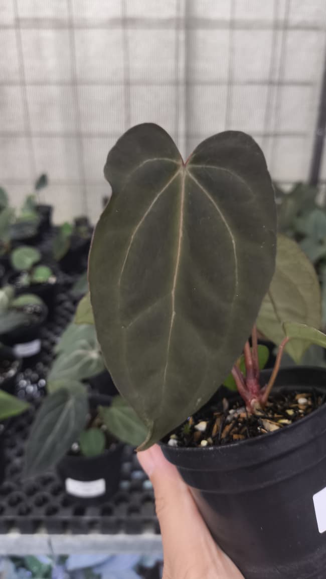 Anthurium BVIT ZM x Blood Of Blue