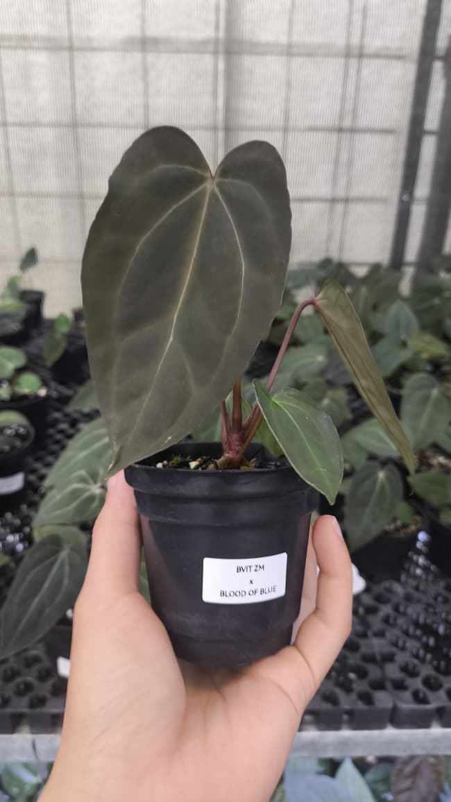 Anthurium BVIT ZM x Blood Of Blue