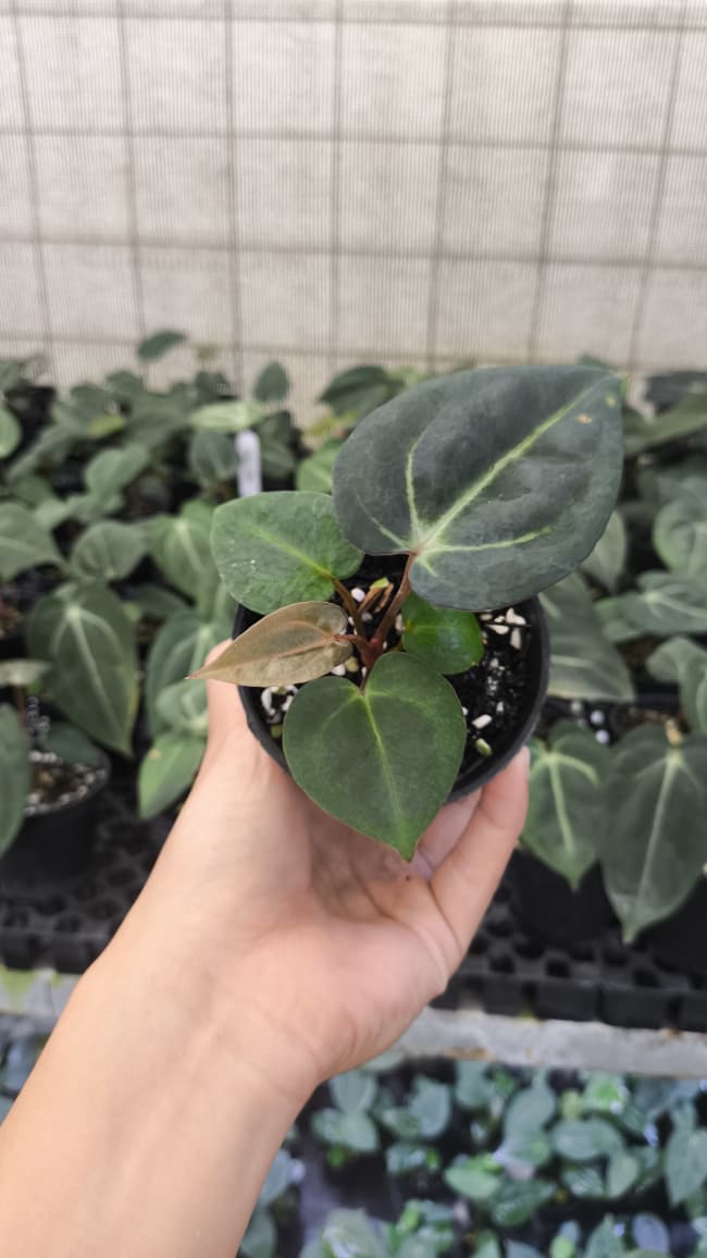 Anthurium Carla x Carla