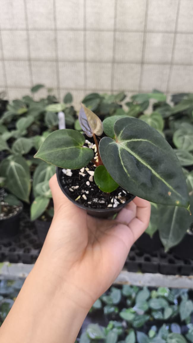 Anthurium Carla x Carla