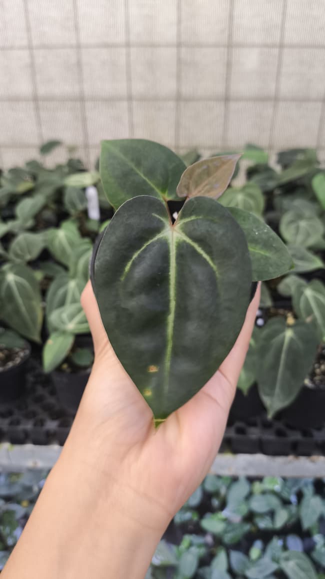 Anthurium Carla x Carla