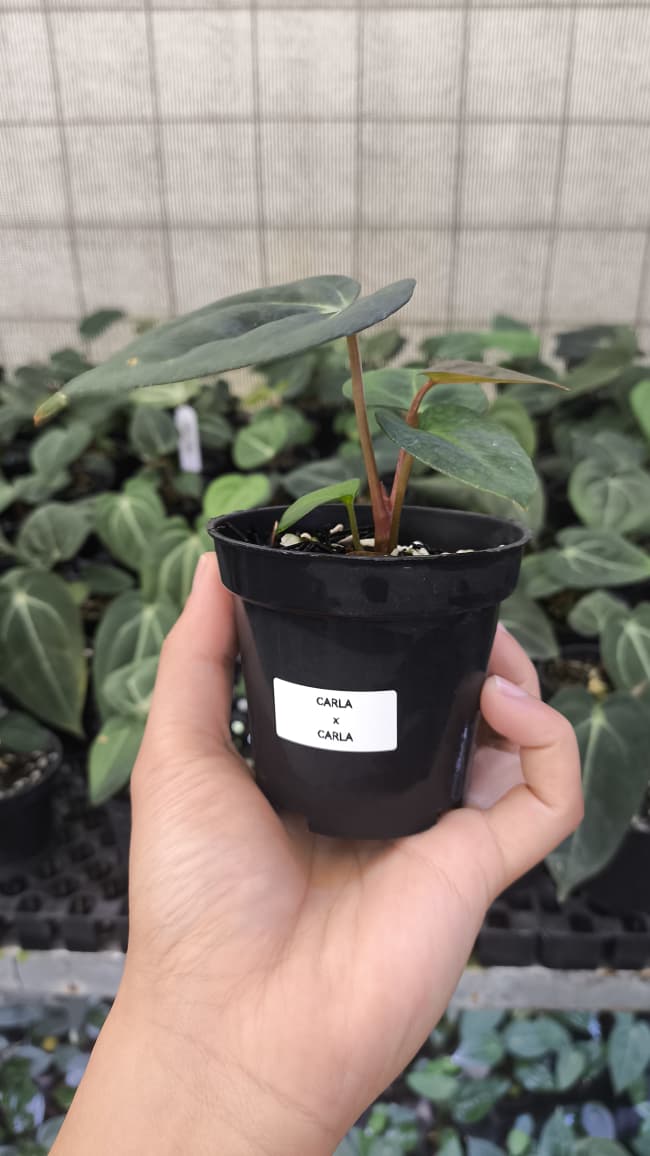 Anthurium Carla x Carla