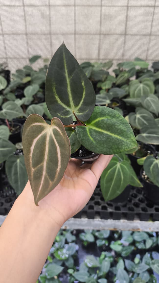 Anthurium Carla x Carla