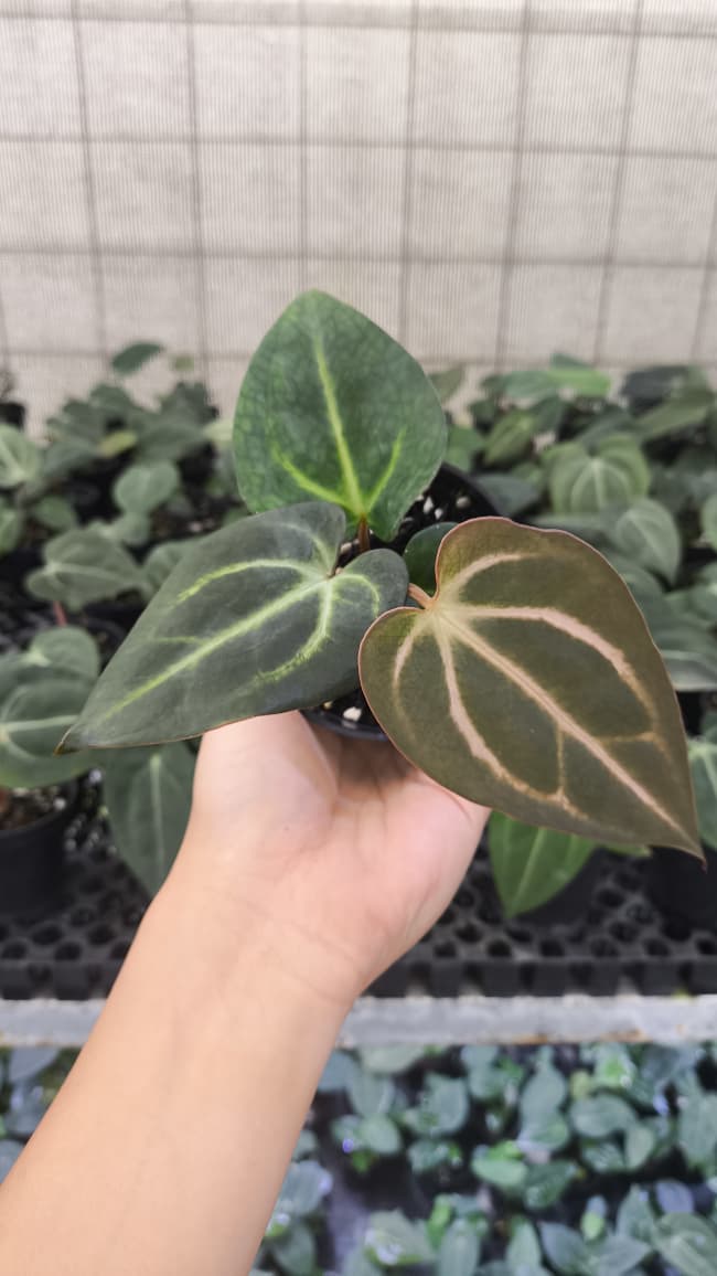 Anthurium Carla x Carla