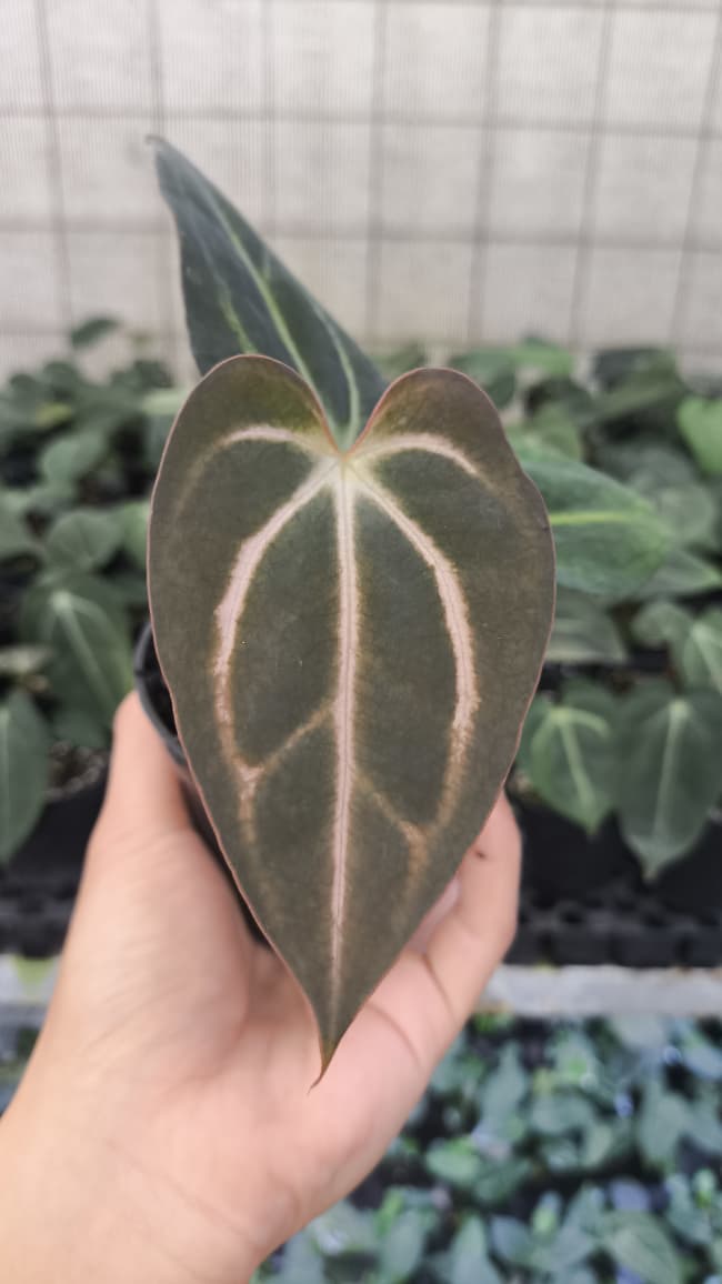 Anthurium Carla x Carla