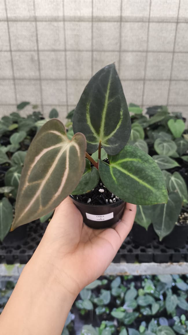 Anthurium Carla x Carla