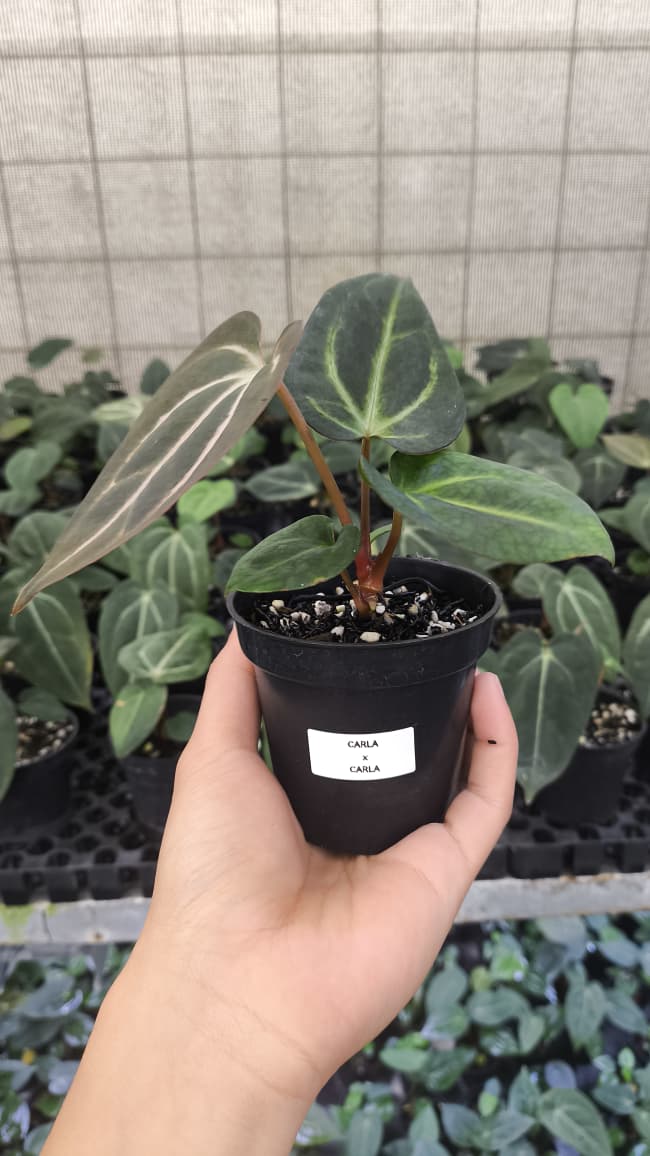 Anthurium Carla x Carla