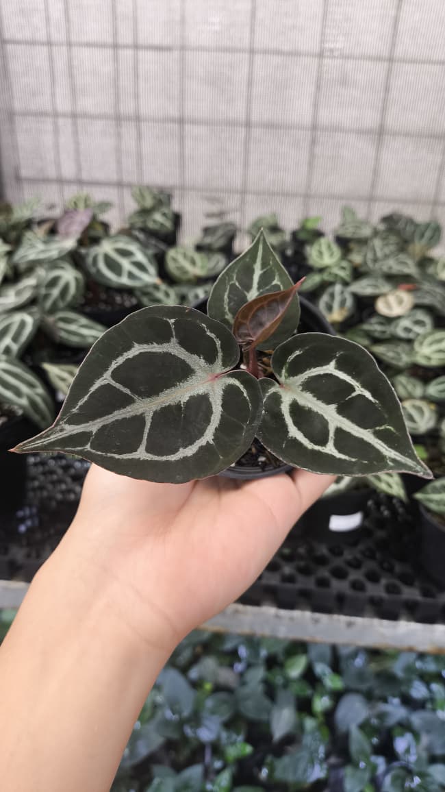 Anthurium King Of Spades / HU x Red Crystal NSE