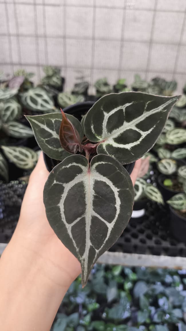 Anthurium King Of Spades / HU x Red Crystal NSE