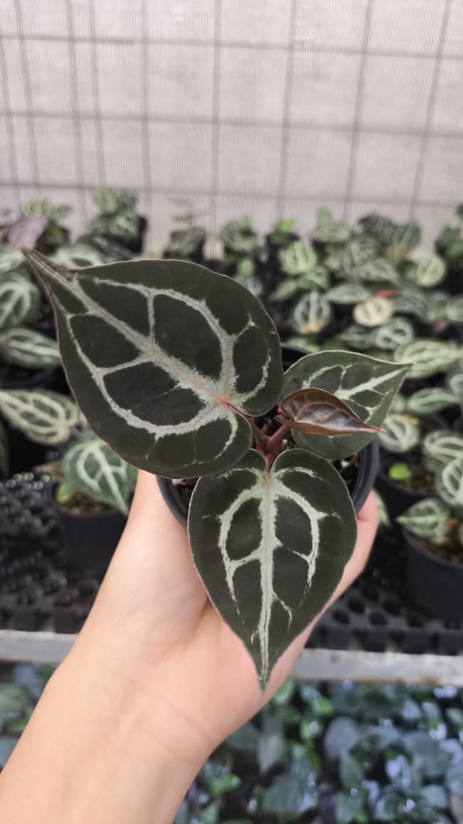 Anthurium King Of Spades / HU x Red Crystal NSE