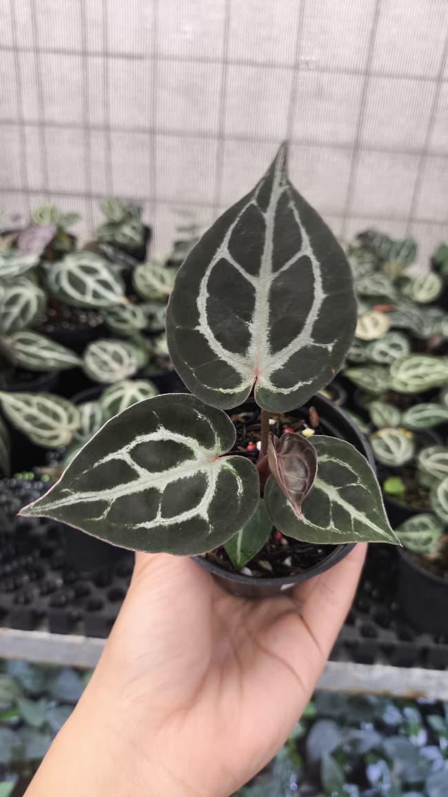Anthurium King Of Spades / HU x Red Crystal NSE
