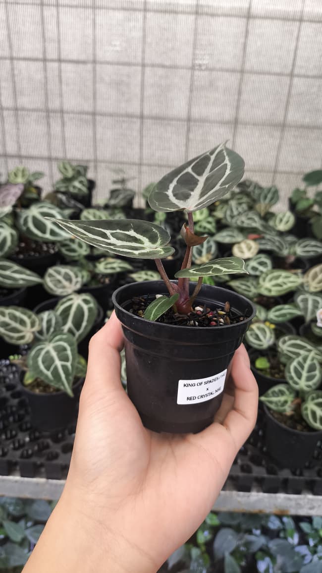 Anthurium King Of Spades / HU x Red Crystal NSE