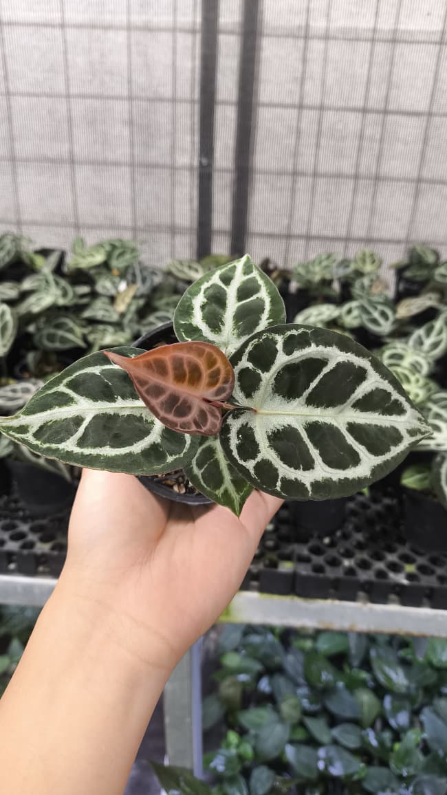 Anthurium King Of Spades / HU x Red Crystal NSE