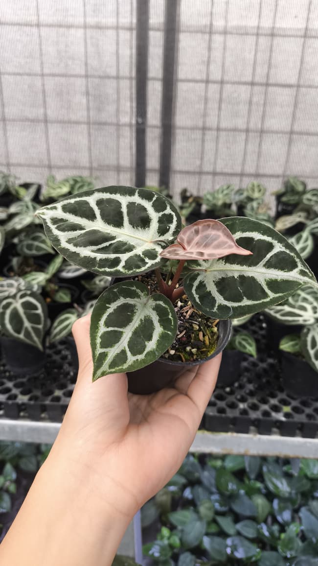 Anthurium King Of Spades / HU x Red Crystal NSE