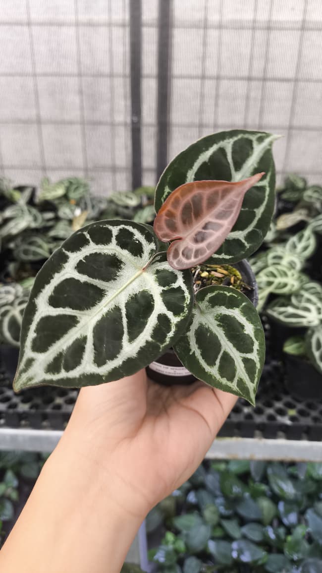 Anthurium King Of Spades / HU x Red Crystal NSE