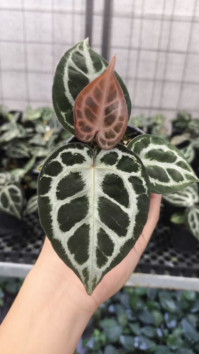 Anthurium King Of Spades / HU x Red Crystal NSE