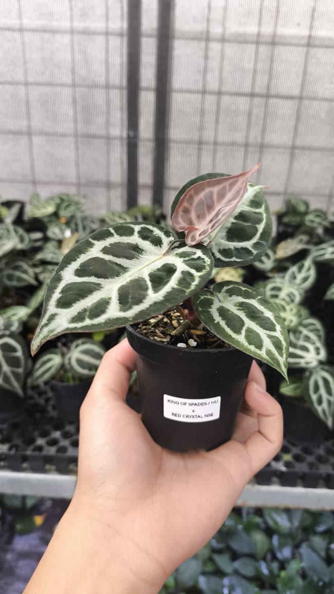 Anthurium King Of Spades / HU x Red Crystal NSE