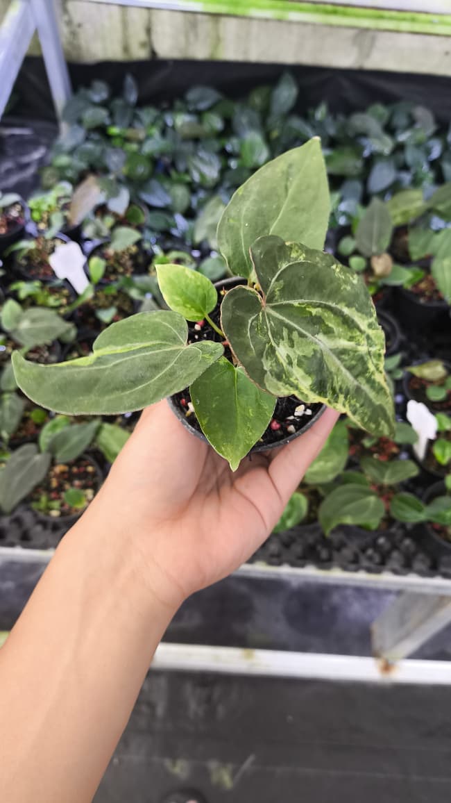 Anthurium Forgetii Var Contorted x Blood Of Blue