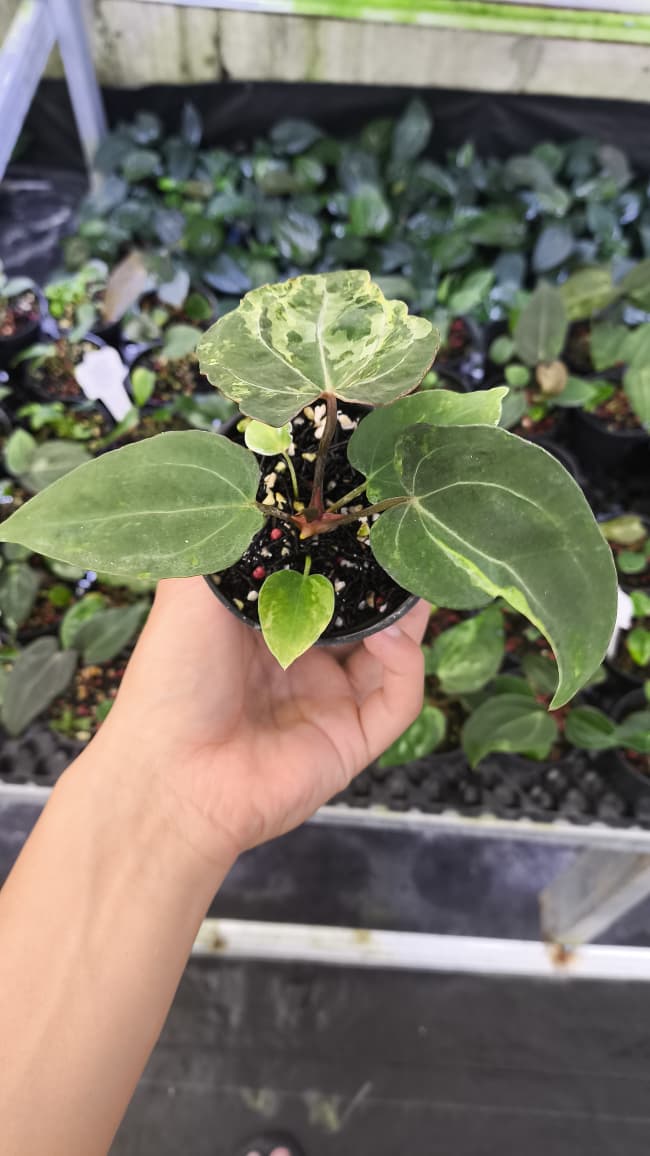 Anthurium Forgetii Var Contorted x Blood Of Blue