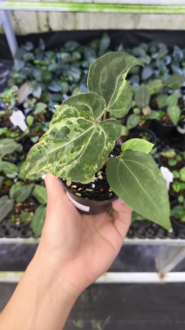 Anthurium Forgetii Var Contorted x Blood Of Blue