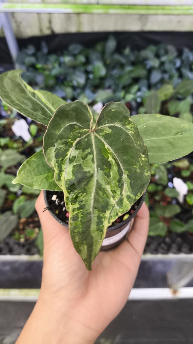 Anthurium Forgetii Var Contorted x Blood Of Blue