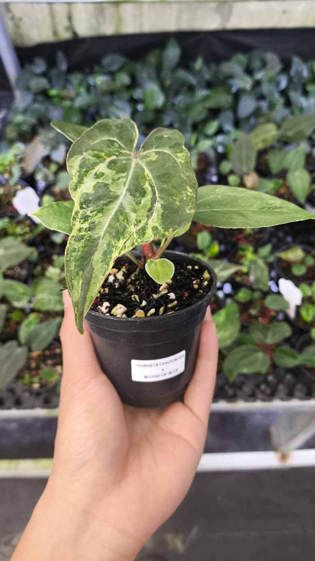 Anthurium Forgetii Var Contorted x Blood Of Blue