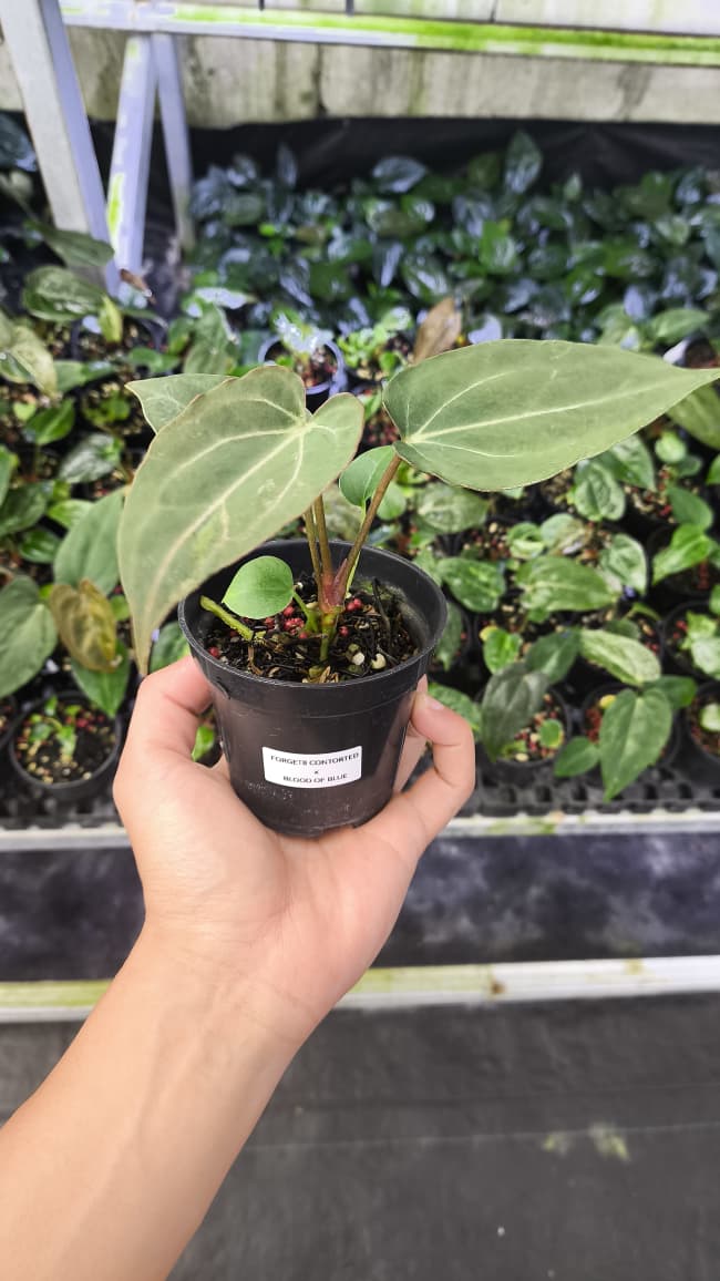 Anthurium Forgetii Var Contorted x Blood Of Blue