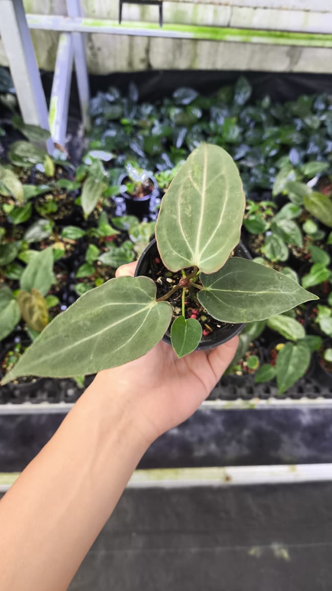 Anthurium Forgetii Var Contorted x Blood Of Blue