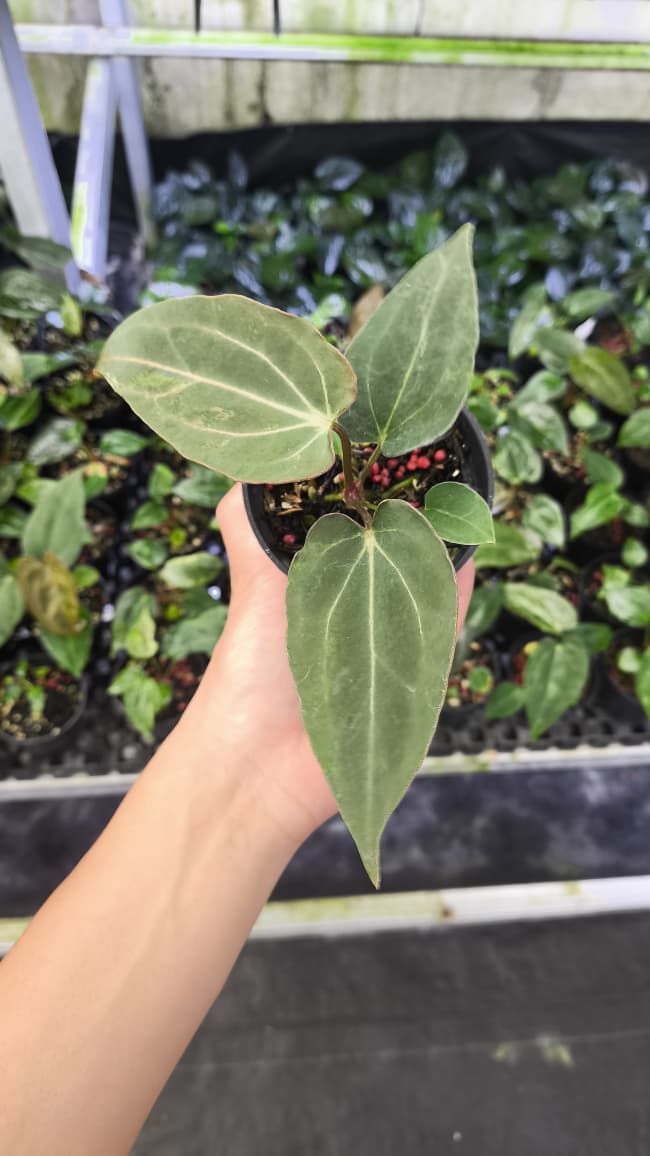 Anthurium Forgetii Var Contorted x Blood Of Blue