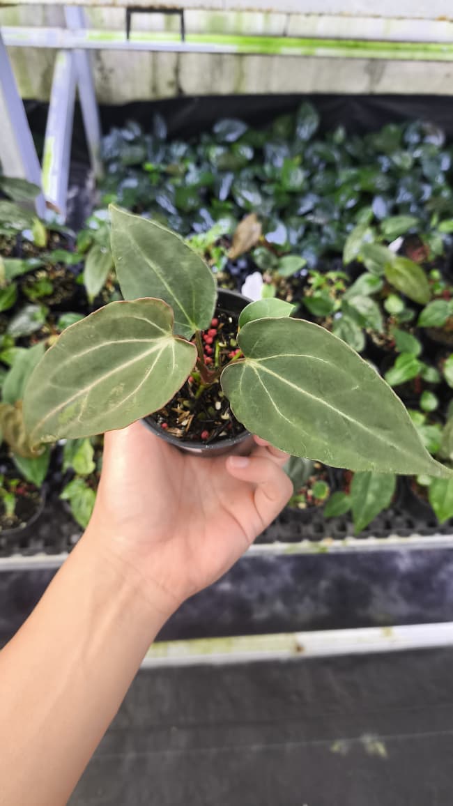 Anthurium Forgetii Var Contorted x Blood Of Blue