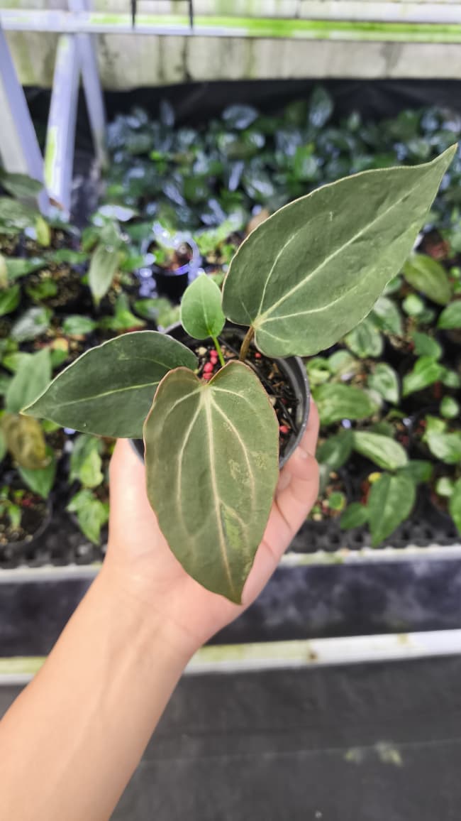 Anthurium Forgetii Var Contorted x Blood Of Blue