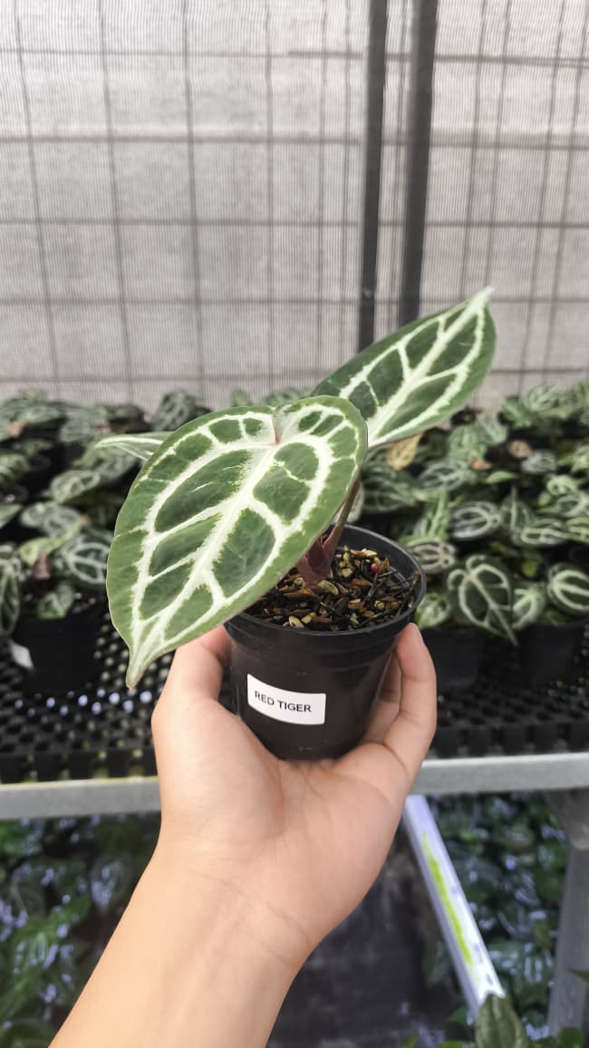 Anthurium Red Tiger