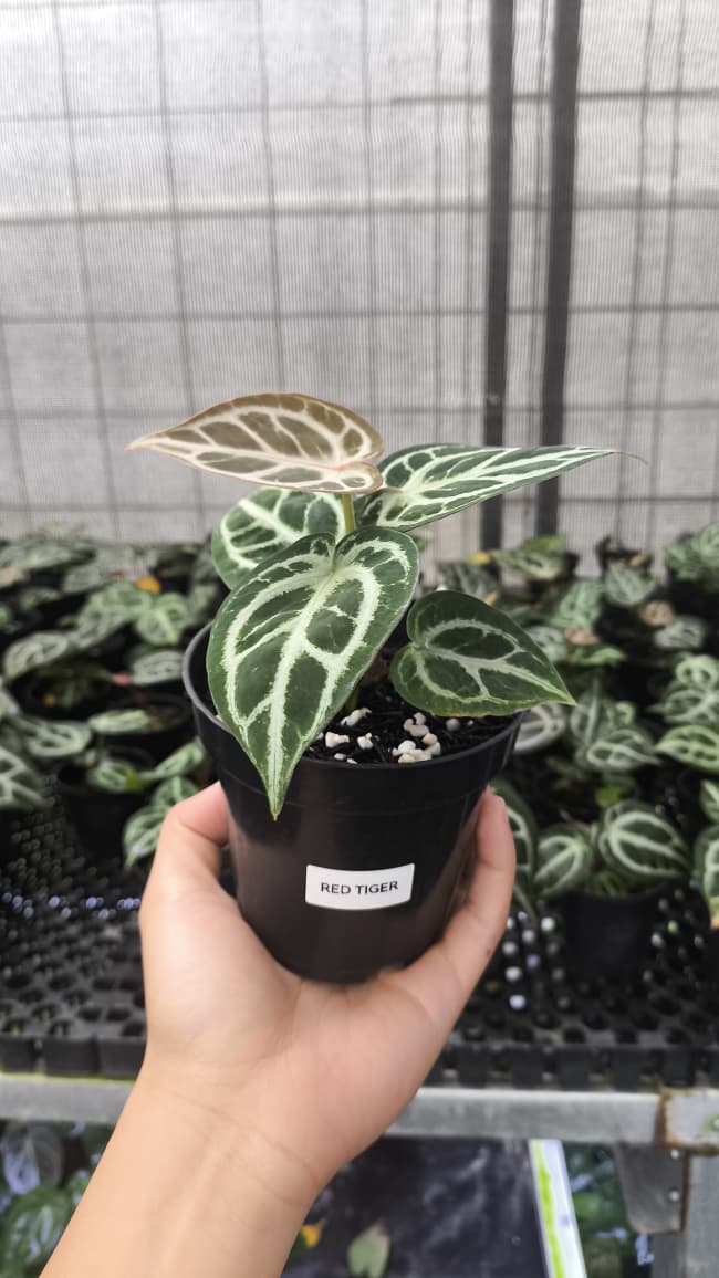 Anthurium Red Tiger