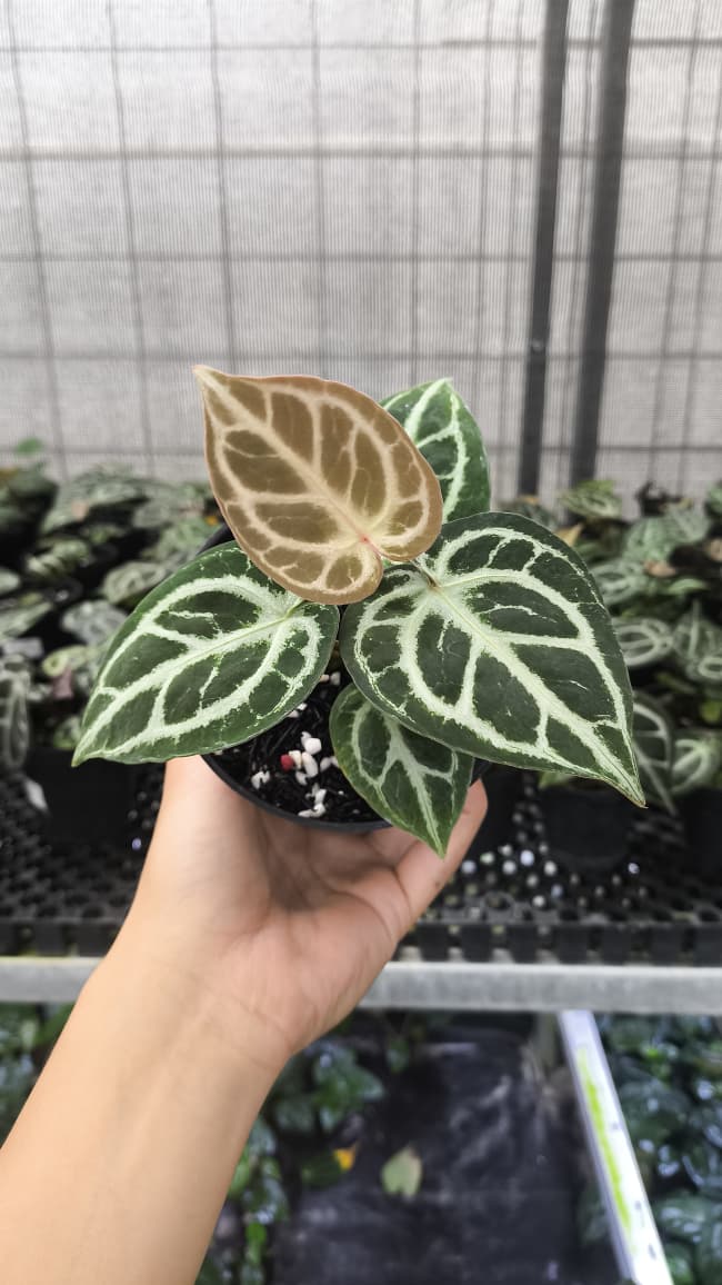 Anthurium Red Tiger
