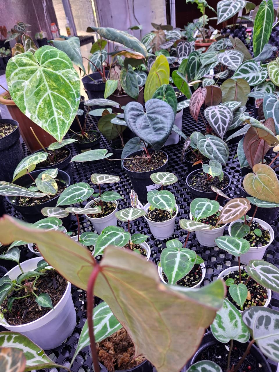 Anthurium Michelle X BVIT ZM RED – Beforeplant