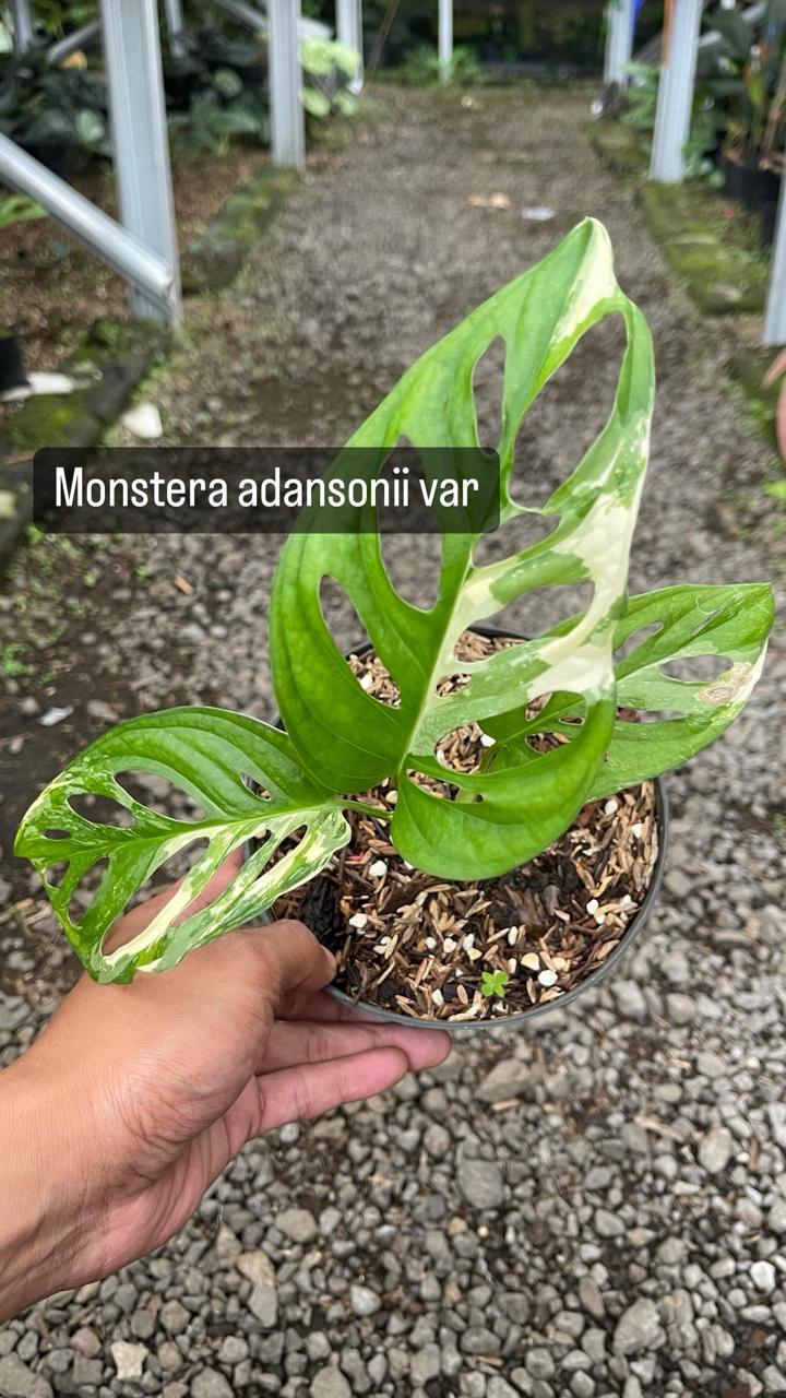Monstera Adansonii Variegated