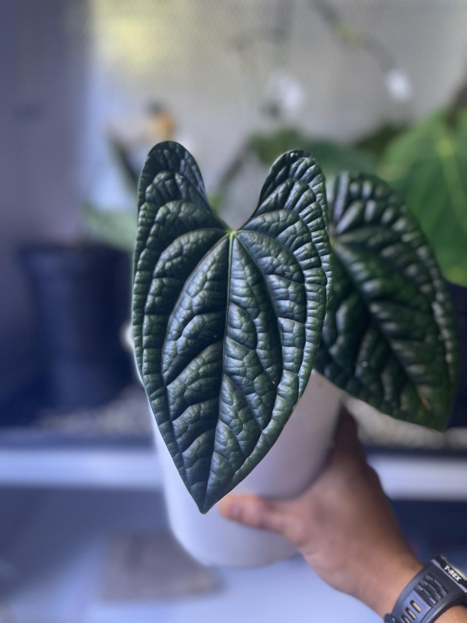 Anthurium Luxurian Ecuador
