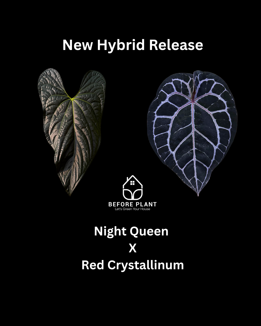 Anthurium Night Queen X Red Crystallinum