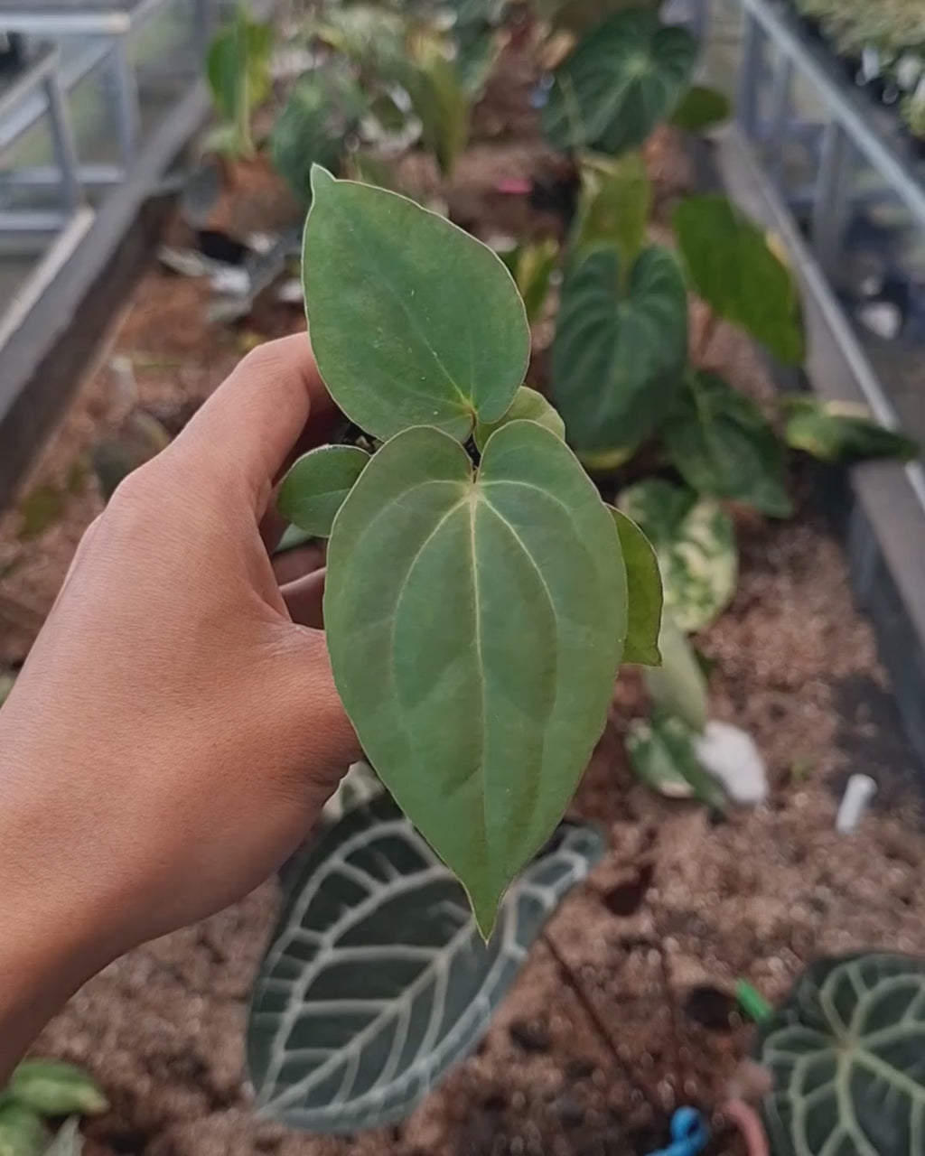Anthurium Papillilaminum Variegated AOS Tezula x Golden Sunrise RVDP