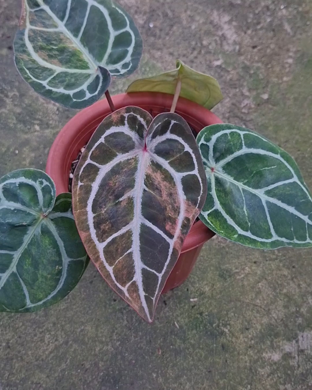 Anthurium Michelle Variegated x Tortoise Grey