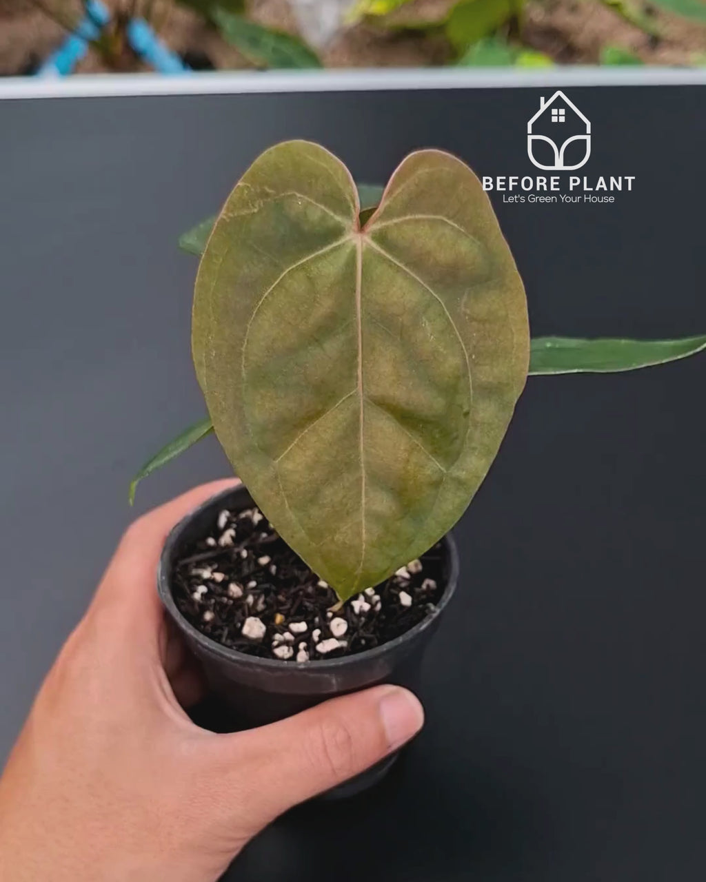 Anthurium Goliath x Michelle Pink