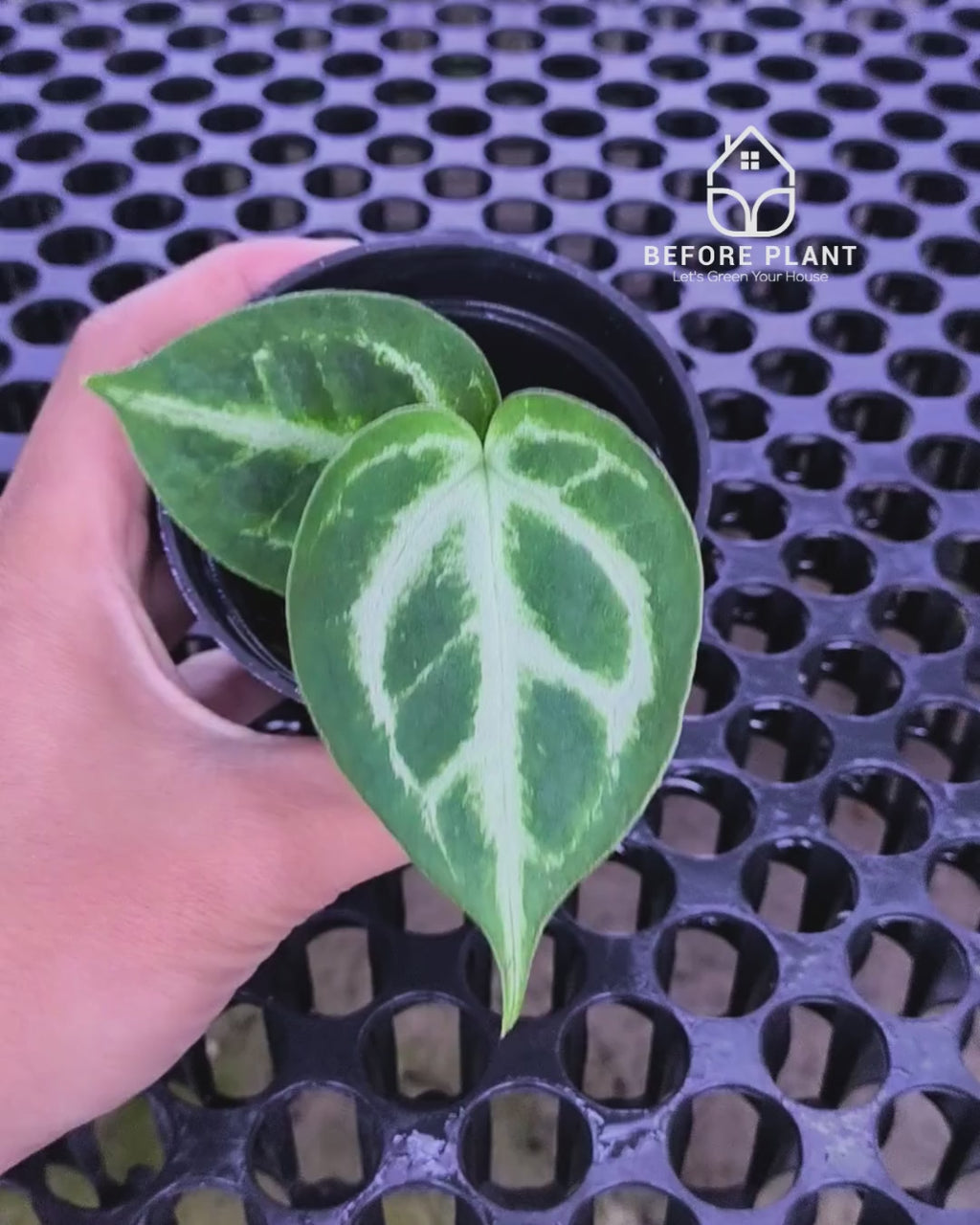 Anthurium Fort Sherman x Michelle Pink