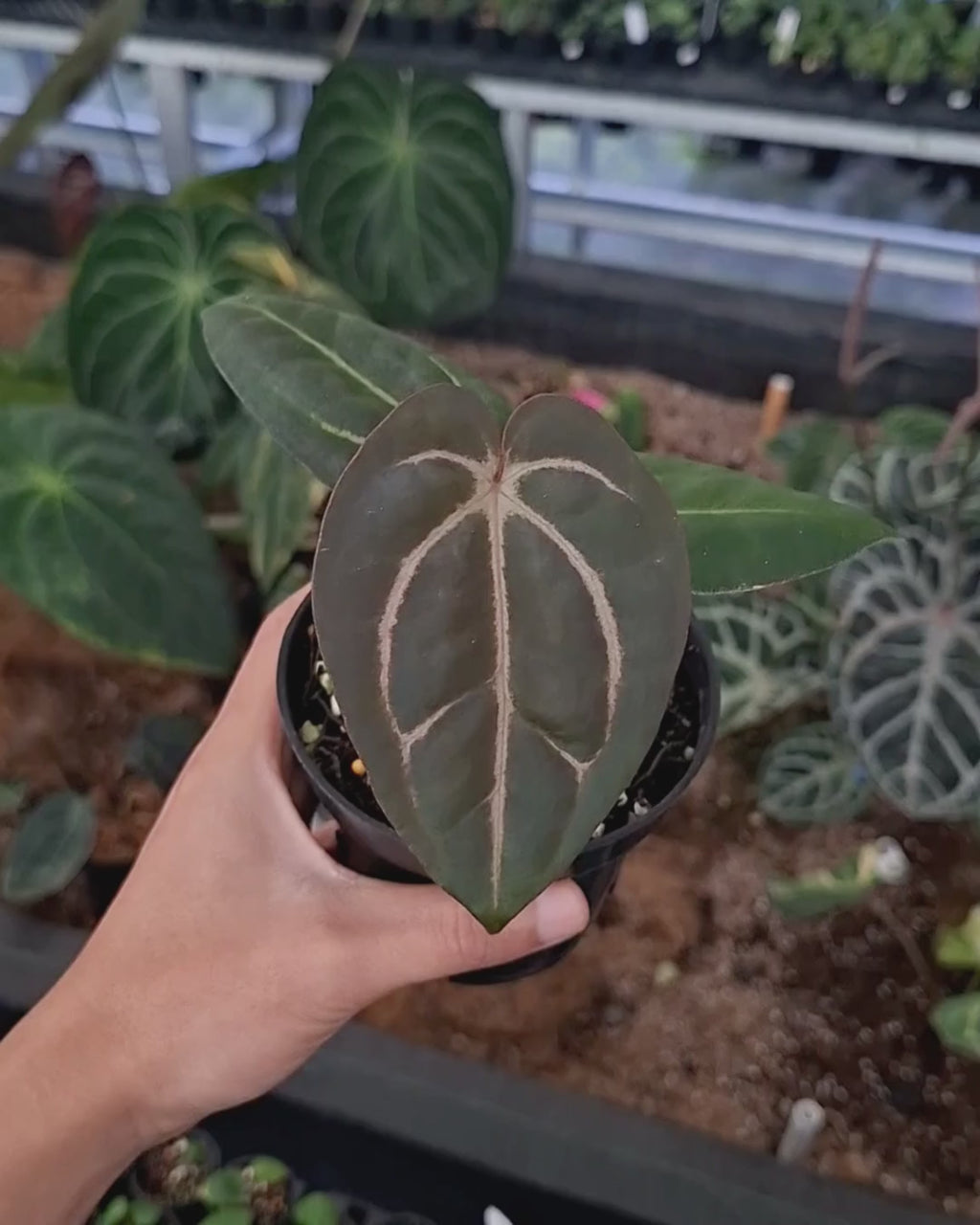 Anthurium Carla Blackiae x Carla Blackiae