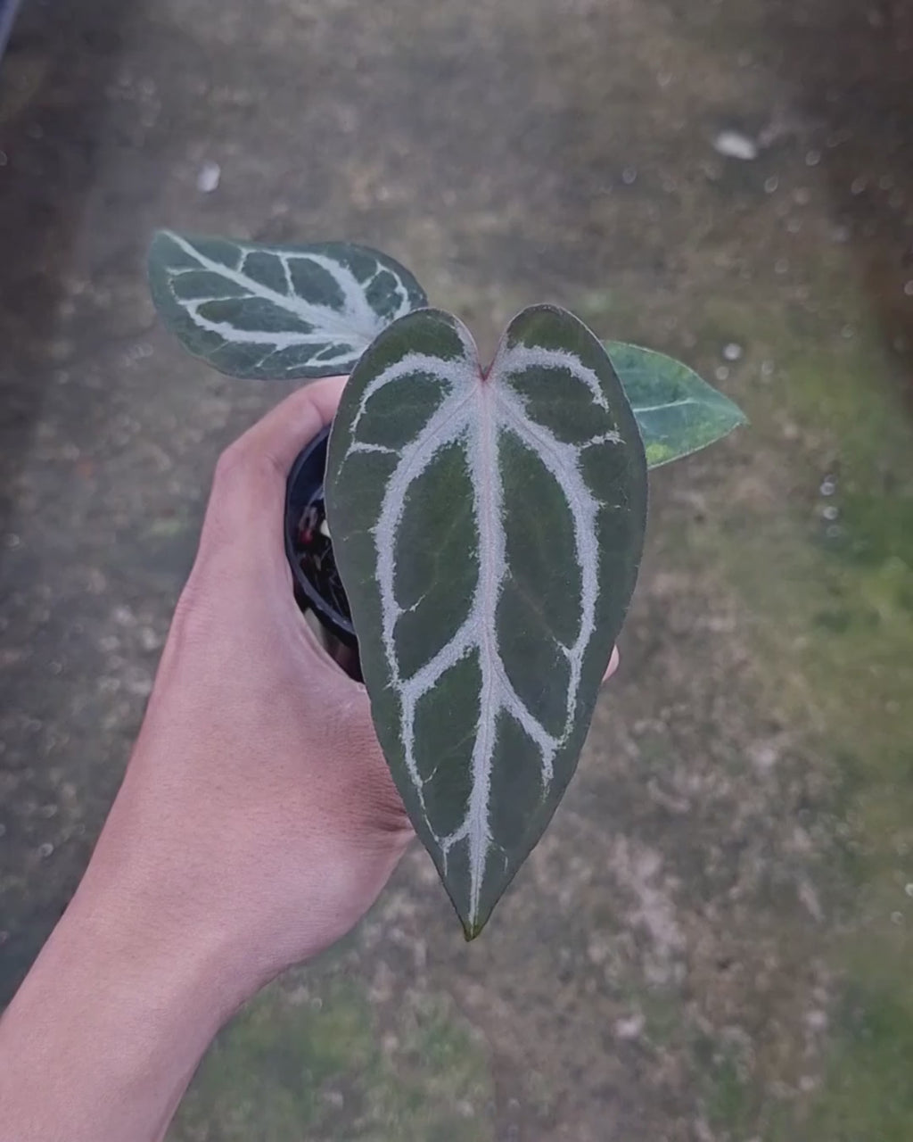 Anthurium Indigo x Silver Butterfly