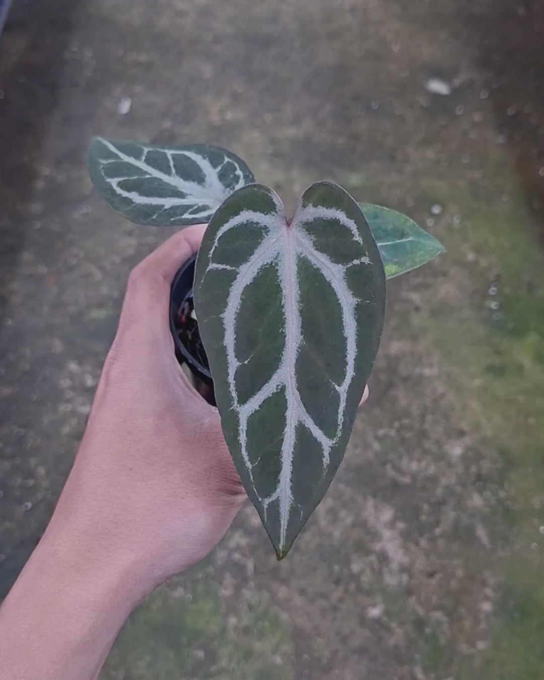 Anthurium Indigo x Silver Butterfly