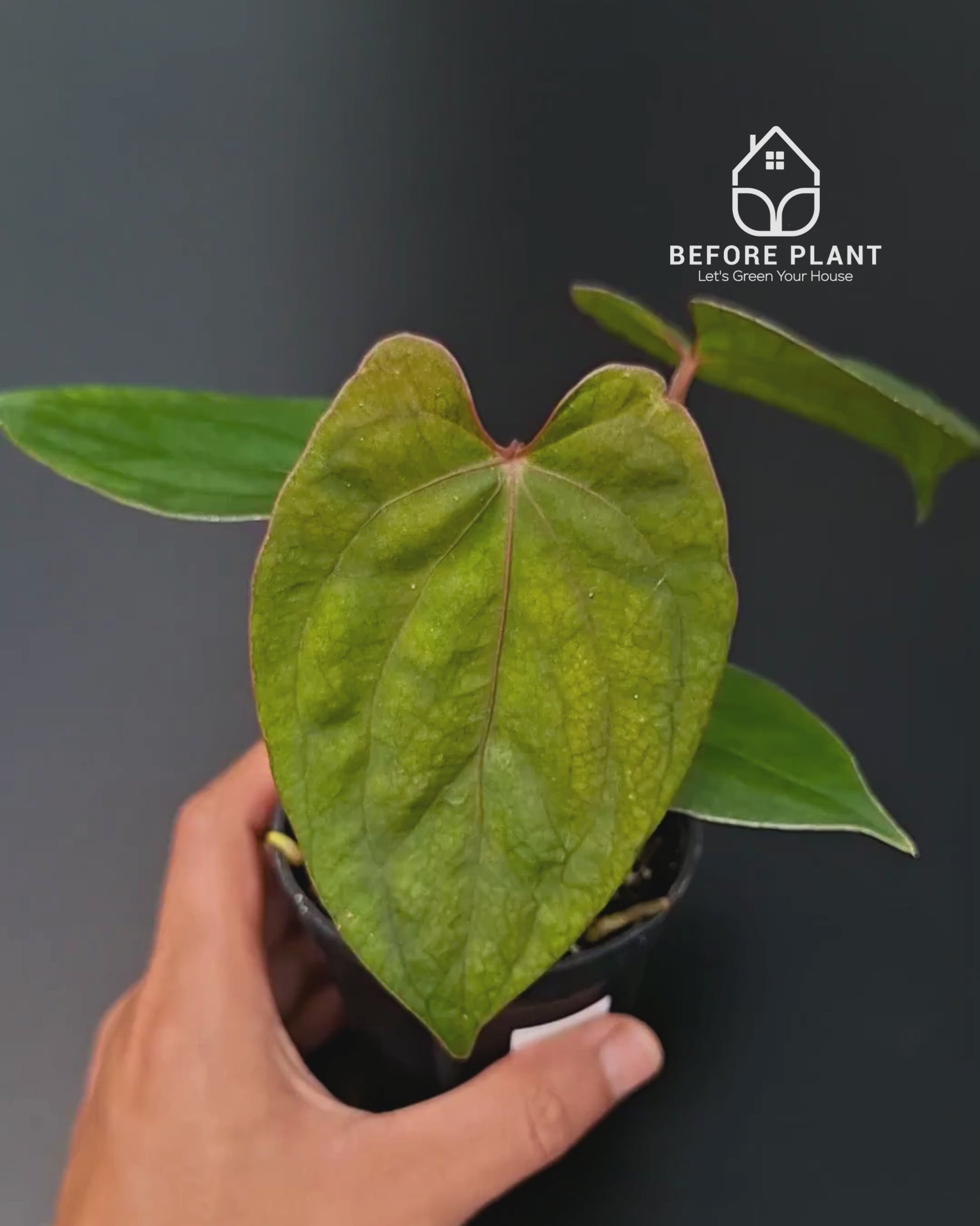 Anthurium Porti NSE x Dressleri NSE