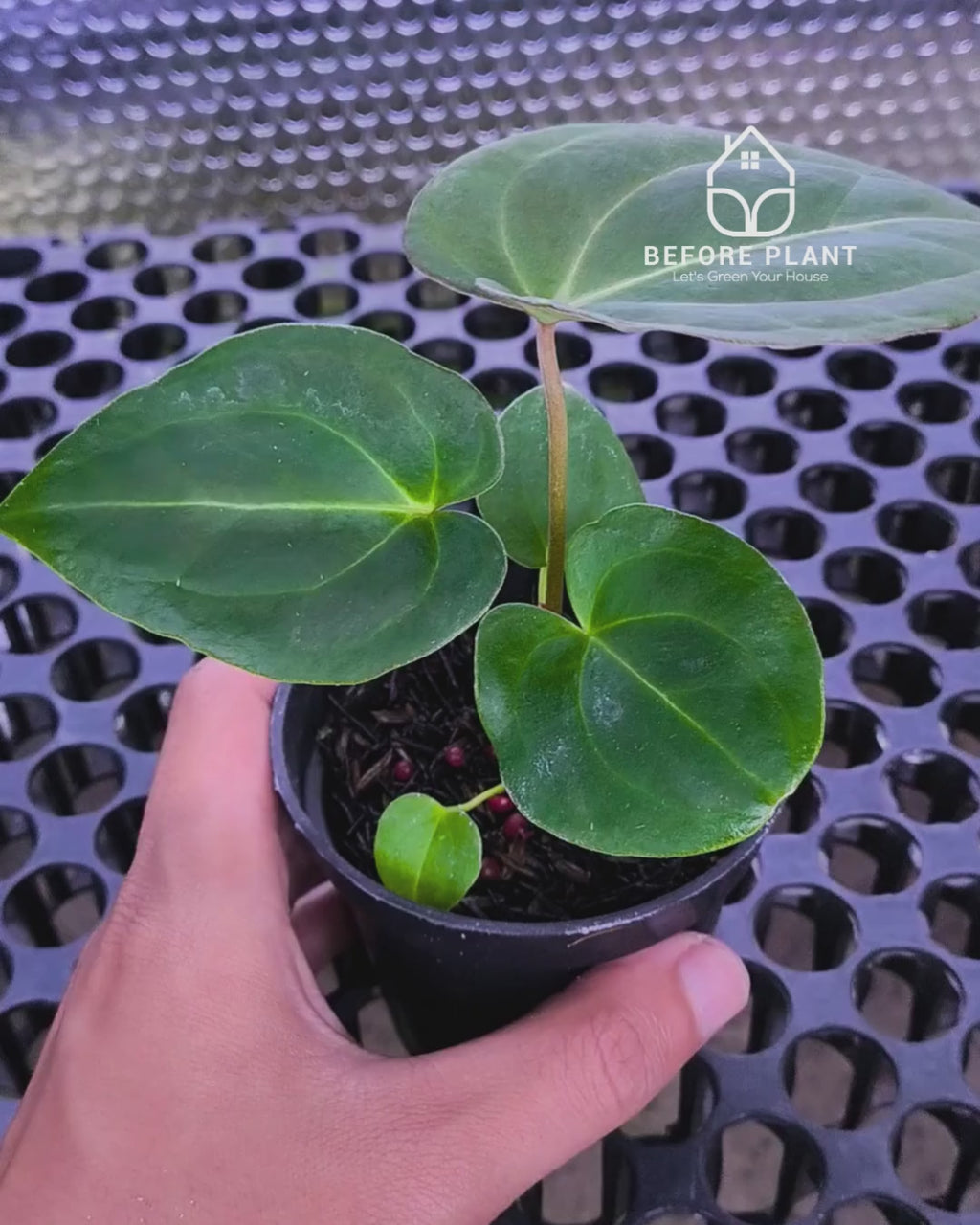 Anthurium Papillilaminum x Self