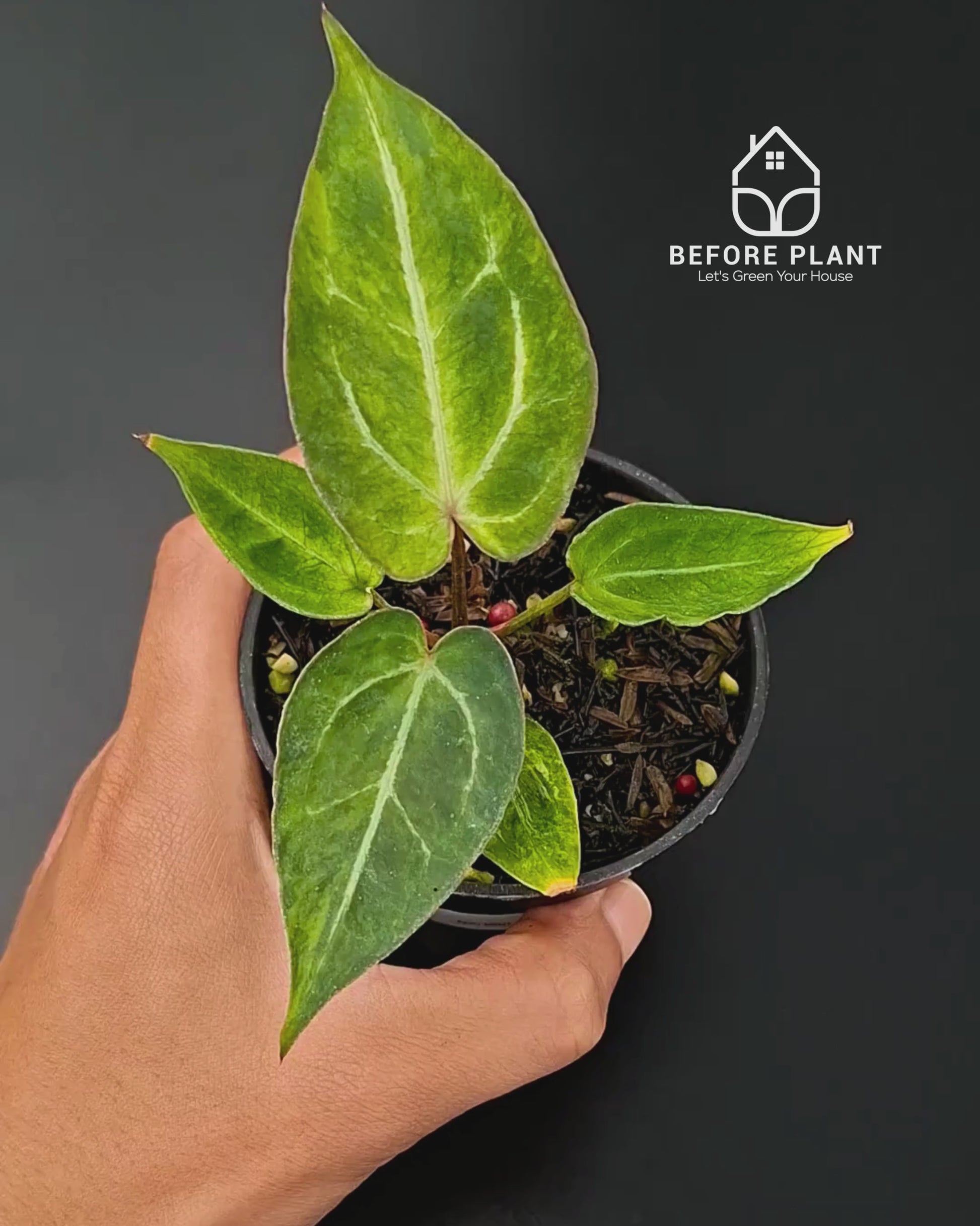 Anthurium Papillilaminum Mint